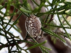 Stagmomantis floridensis