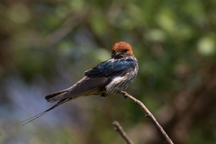 Cecropis abyssinica