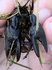 Creaserinus hedgpethi