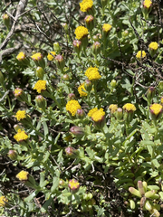 Bajacalia tridentata