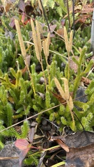 Lycopodium lagopus
