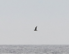 Stercorarius longicaudus