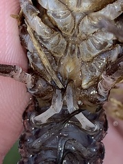 Creaserinus hedgpethi