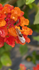 Ponometia candefacta