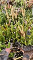 Lycopodium lagopus