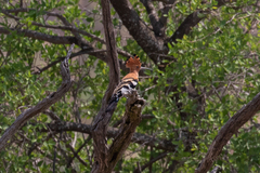 Upupa epops africana