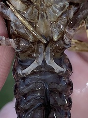 Creaserinus hedgpethi