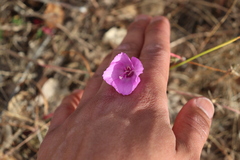 Clarkia