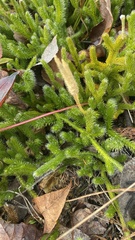 Lycopodium lagopus
