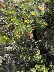 Bajacalia tridentata