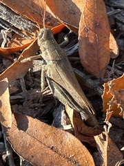Melanoplus scudderi