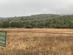 Quercus durata durata