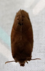 Bombycopsis capicola