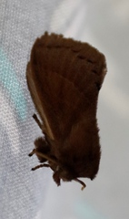 Bombycopsis capicola
