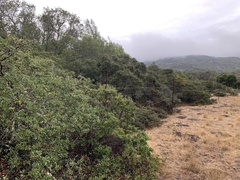 Quercus durata durata