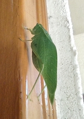 Microcentrum rhombifolium