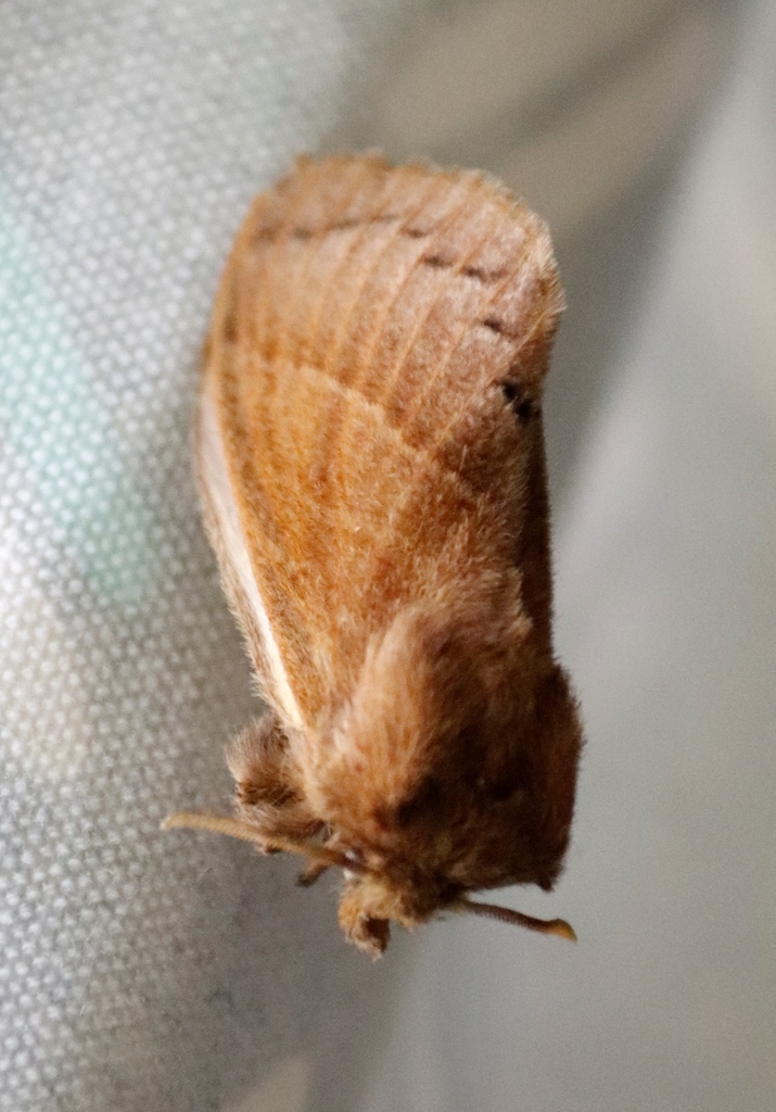 Bombycopsis capicola