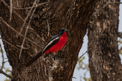 Laniarius atrococcineus