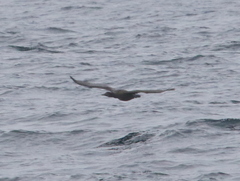 Urile penicillatus