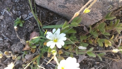 Cerastium alpinum
