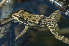 Pelophylax shqipericus