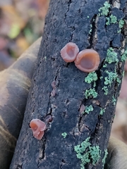 Auricularia