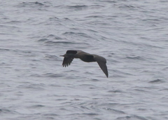 Urile penicillatus