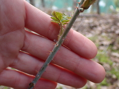 Rubus leucodermis