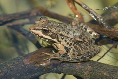 Pelophylax shqipericus