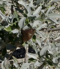 Erynnis funeralis