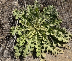Verbascum sinuatum
