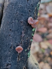 Auricularia
