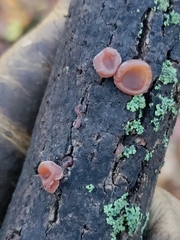 Auricularia