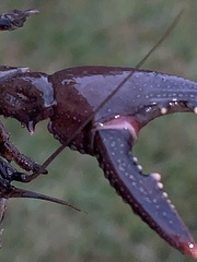 Creaserinus hedgpethi