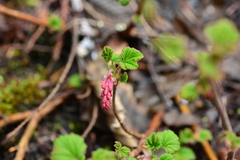 Ribes sanguineum