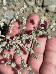 Atriplex barclayana