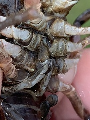 Creaserinus hedgpethi