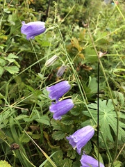 Adenophora polyantha