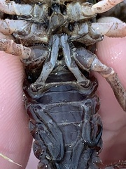 Creaserinus hedgpethi