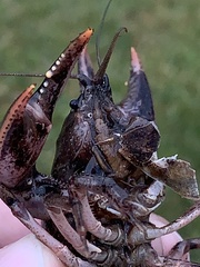 Creaserinus hedgpethi