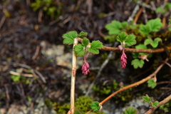 Ribes sanguineum