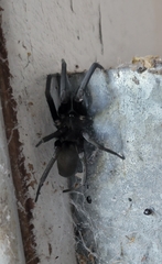 Kukulcania hibernalis