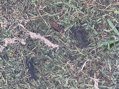 Creaserinus hedgpethi