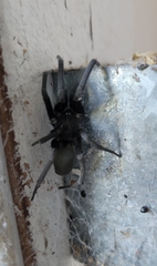 Kukulcania hibernalis