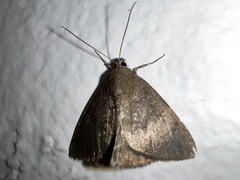 Noctuoidea