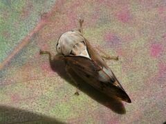 Brunotartessus fulvus