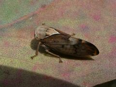 Brunotartessus fulvus