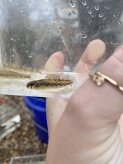 Etheostoma planasaxatile