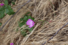 Clarkia
