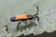 Malacoscylus gonostigma